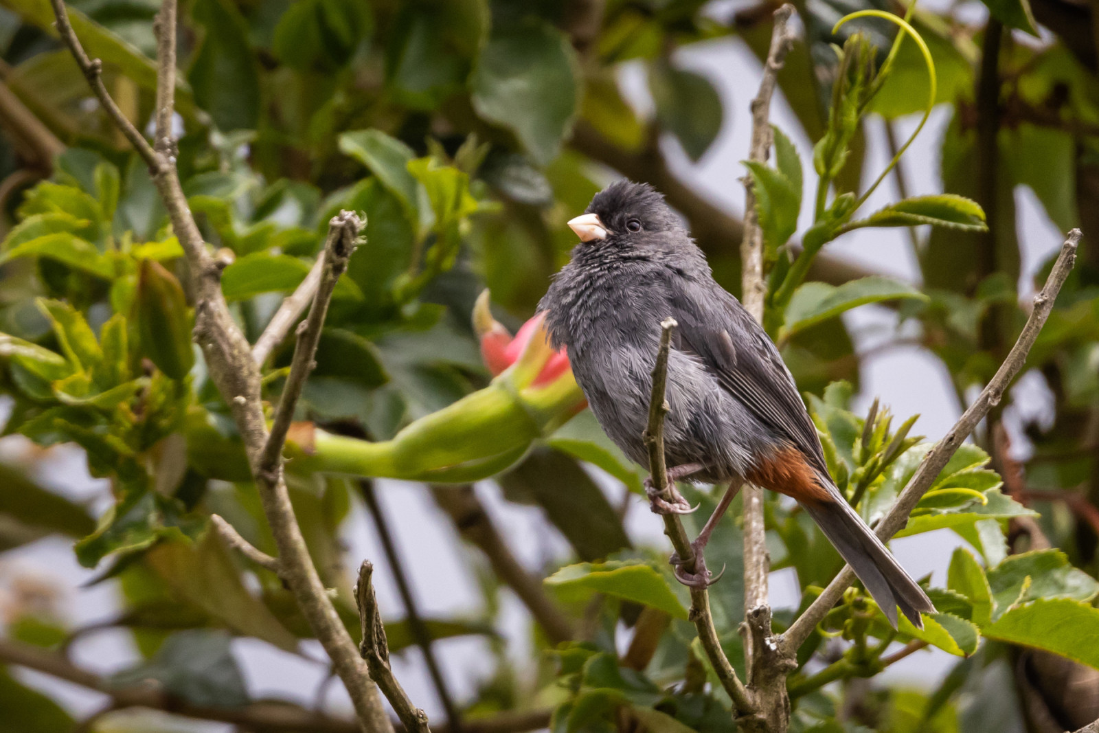 image Paramo Seedeater